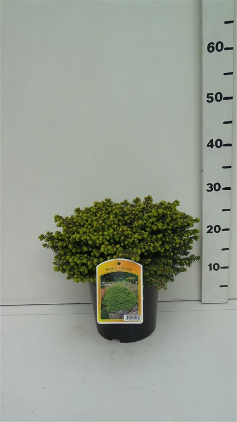Picea a. 'Little Gem' - C3 25-30 CM